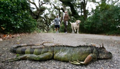 Fagyott leguánok hullhatnak a fákról Floridában