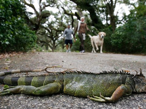 Fagyott leguánok hullhatnak a fákról Floridában