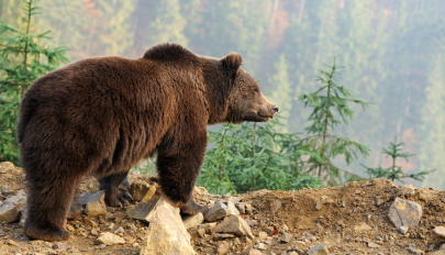 A hétvégén ötször riasztották a hatóságokat medvék felbukkanása miatt