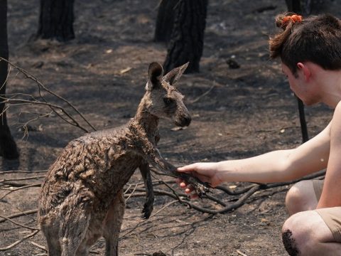 Ausztrál tűzvész: megégett kenguru kért segítséget egy tinitől