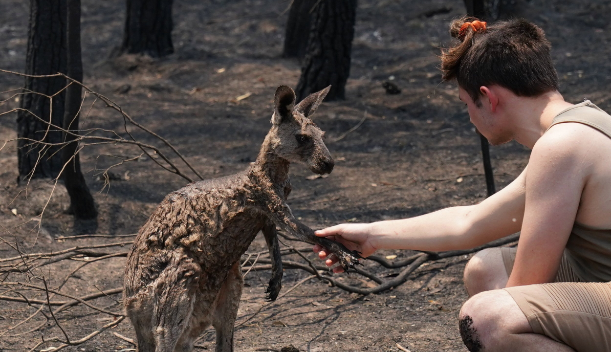 Ausztrál tűzvész: megégett kenguru kért segítséget egy tinitől