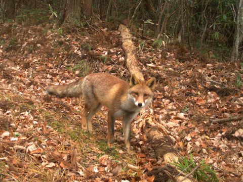 „Virágzik” a vadvilág a Fukusima körüli lakatlan területeken