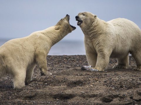 Egymást falják fel az éhező jegesmedvék