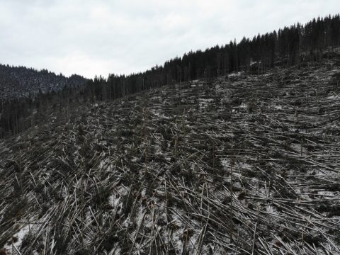 Egymillió köbméternyi fát döntött ki az ítéletidő Hargita és Maros megyében