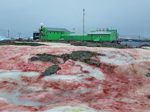 Piros hó esett az Antarktiszon