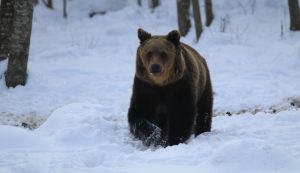 Egy jól kifejlett medve látványa már nem hoz lázba senkit, negatív hőssé váltak