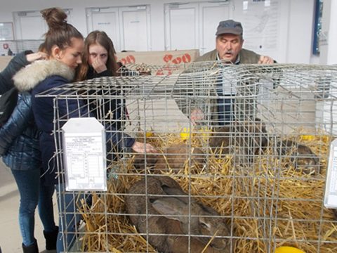 Kisállatszemle három napon át