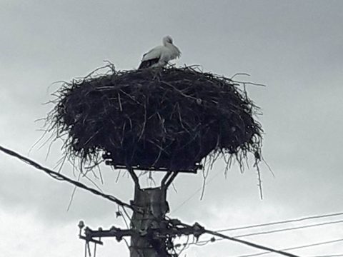 Mindig elsőként érkezik