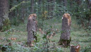 A kétlábú hódok munkája 