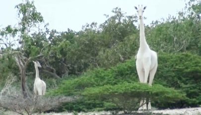 Vadorzók végeztek Kenya egyetlen hófehér zsiráfnőstényével