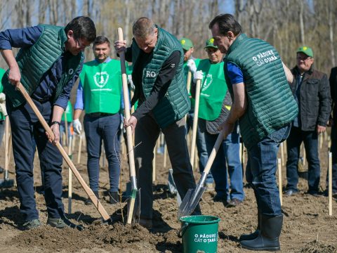 53 millió facsemetét ültetnek el idén országszerte