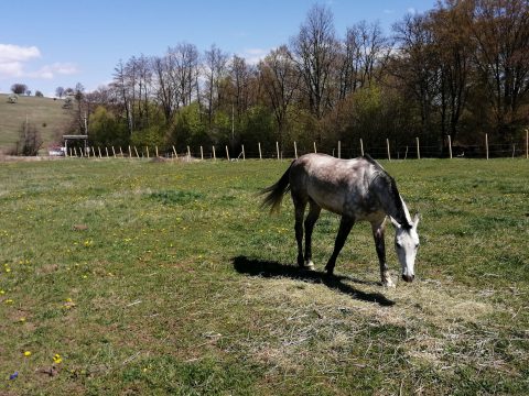 Elmaradhat a Székely Vágta