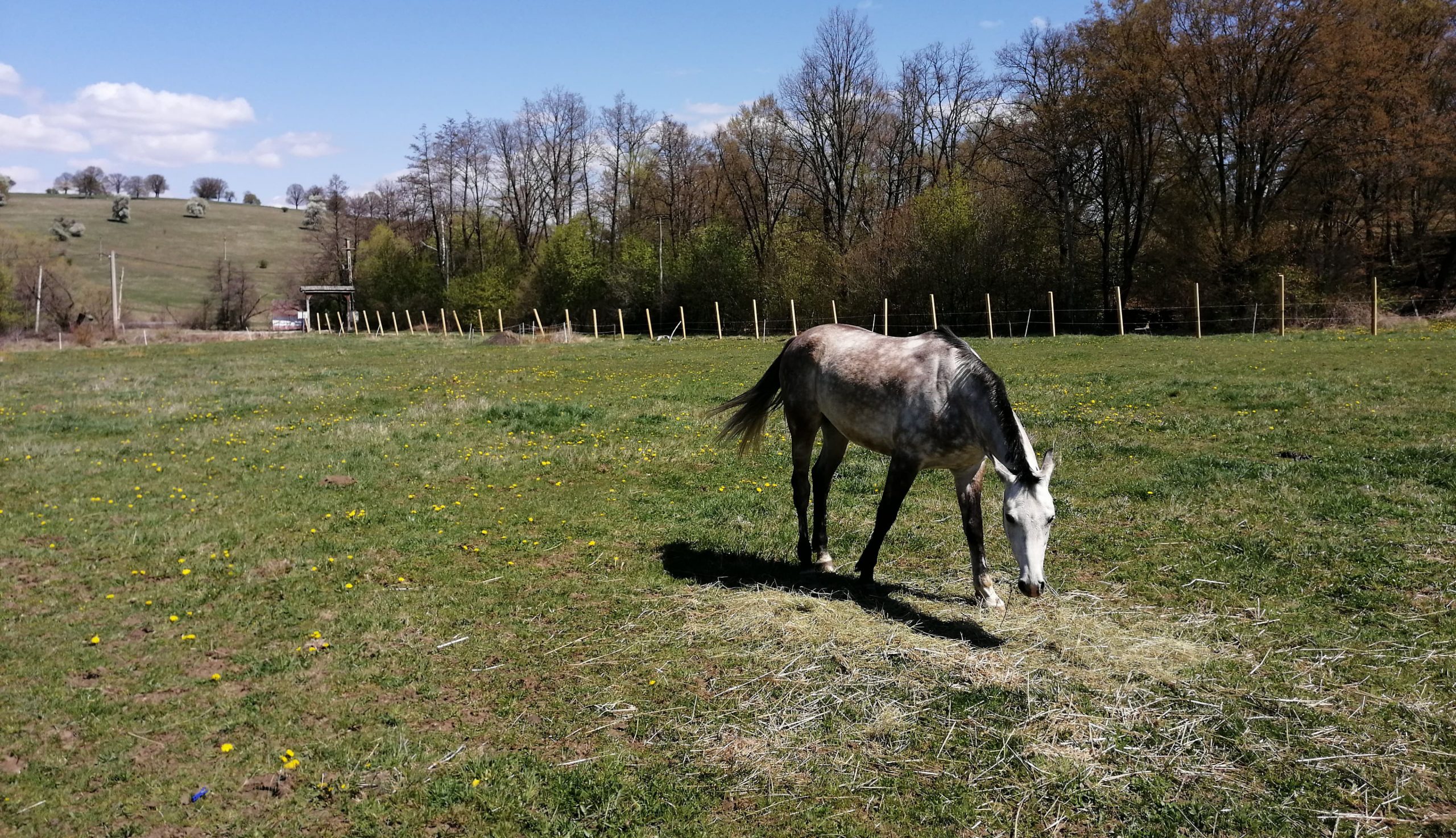 Elmaradhat a Székely Vágta