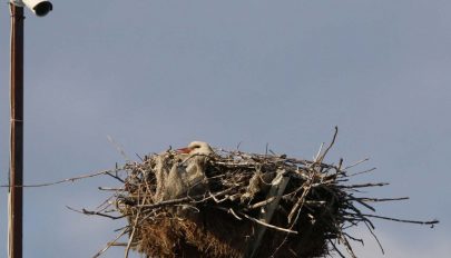 Mozaik – Gólyafészek az Ősz utcában