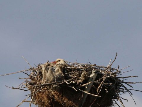 Mozaik – Gólyafészek az Ősz utcában