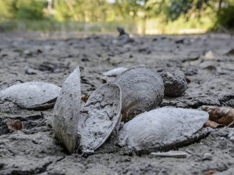 A turizmus leállása miatt újra termálvízzel telt meg a korábban kiszáradt püspökfürdői tó