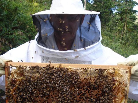 De minimis támogatást kaphatnak a méhészek