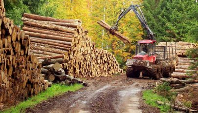 Kihirdette az államfő a rönkfa exportját tíz évre betiltó törvényt