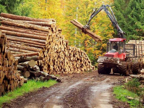 Kihirdette az államfő a rönkfa exportját tíz évre betiltó törvényt