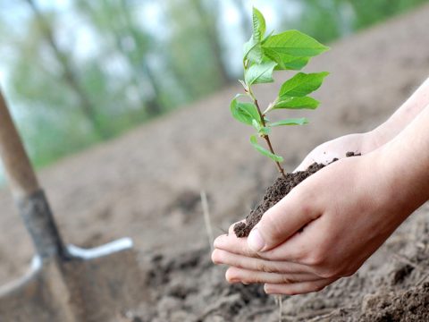 Több fa ültetése növelheti a csapadékot Európában