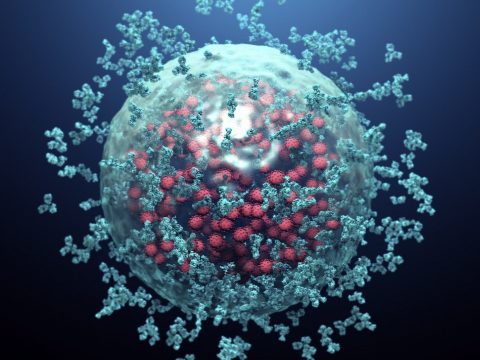 Találtak egy antitestet, ami megbéníthatja a koronavírust