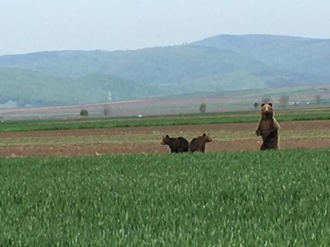 Medvék a csernátoni határban
