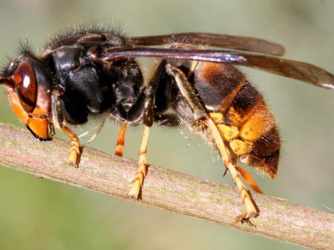 A Kínából érkezett szállítmányokkal együtt veszélyes óriásdarazsak is partra szálltak Amerikában