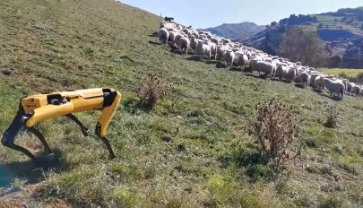 Robotkutya őrzi a juhokat Új-Zélandon