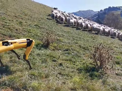 Robotkutya őrzi a juhokat Új-Zélandon