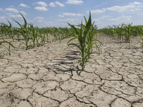1,6 millió hektár termőterületet sújtott a szárazság Romániában
