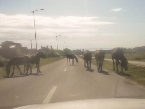 Gazdátlan lovak az úton