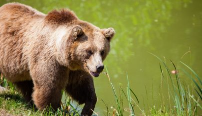 Szelíd állat: medve