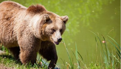 Életbe lépett a medvék preventív kilövését is lehetővé tevő miniszteri rendelet