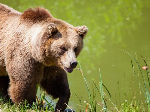 Életbe lépett a medvék preventív kilövését is lehetővé tevő miniszteri rendelet