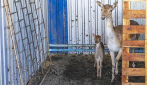 Lizzy és Bambi. Még bizalmatlanul figyelik az idegeneket