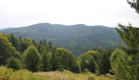 A múlt év végén Románia területének a 27,7 százalékát borította erdő