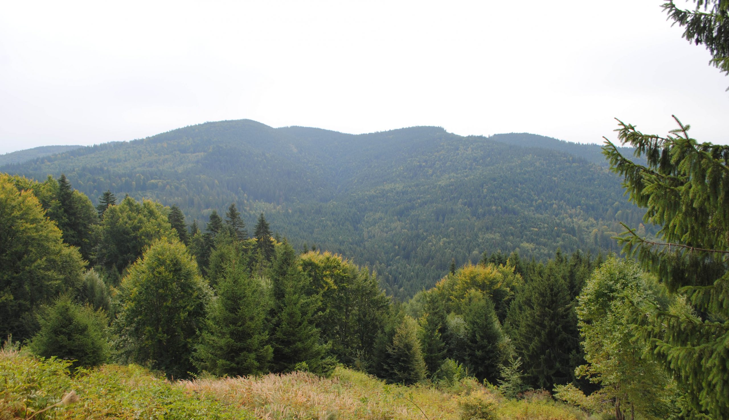 A múlt év végén Románia területének a 27,7 százalékát borította erdő