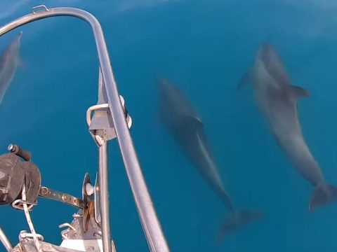 Delfineket filmeztek a Fekete-tengerben