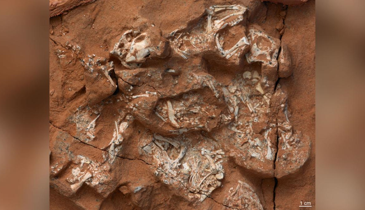 Több mint százmillió éves dinoszaurusztojást fedeztek fel