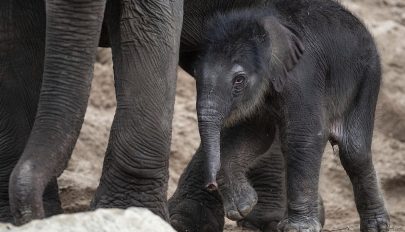 Kegyetlen módszerekkel törik be a szórakoztatásra szánt elefántokat Thaiföldön