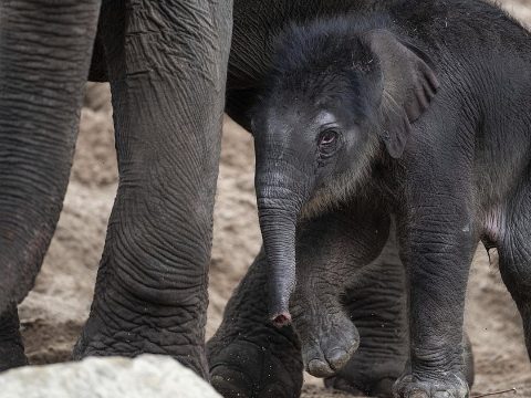 Kegyetlen módszerekkel törik be a szórakoztatásra szánt elefántokat Thaiföldön