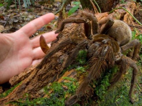 Kölyökkutya-méretű pók hozta a frászt a tudósra