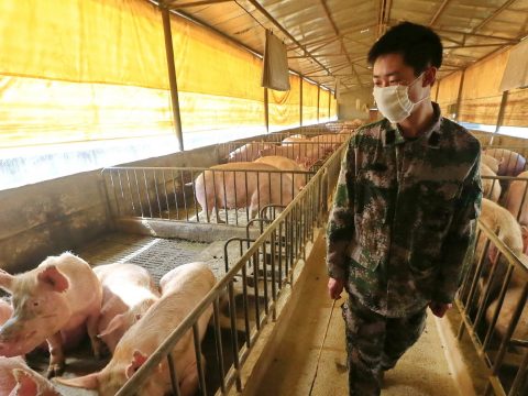Új, emberekre is veszélyes sertésinfluenza-vírust mutattak ki Kínában