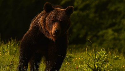 Medve ugrott az autó elé