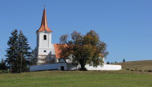 A csíkszentléleki szádokfa törzsét öt ember is alig tudja átölelni