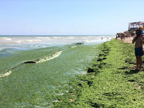 Több tonna alga lepte el a román tengerpartot