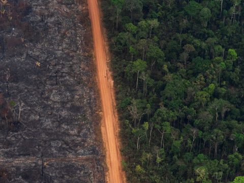 Rekordmértékben nőtt az erdőpusztítás az Amazonas-medencében