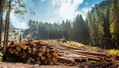 Elfogadta a parlament az erdészeti törvény módosításait