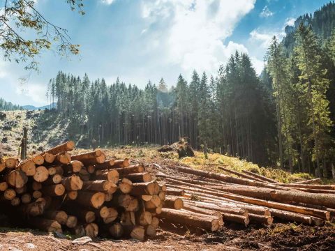 Elfogadta a parlament az erdészeti törvény módosításait