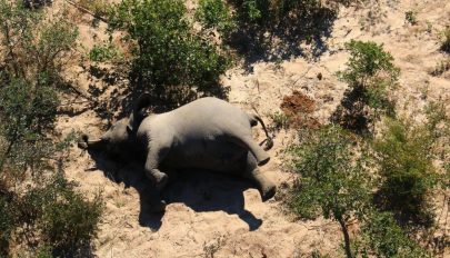 Egy rejtélyes kór miatt több mint 350 elefánt múlt ki Botswanában
